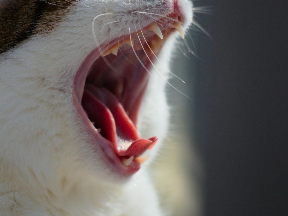 Close-up of a cat yawning with its mouth wide open
