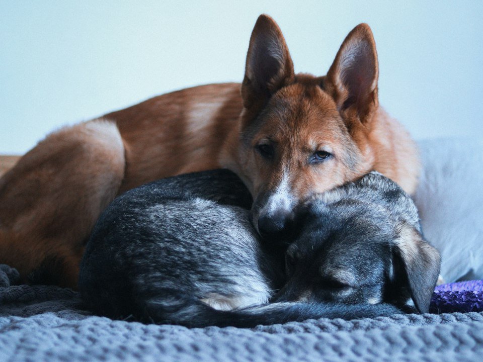 A dog and a cat cuddling together on a bed