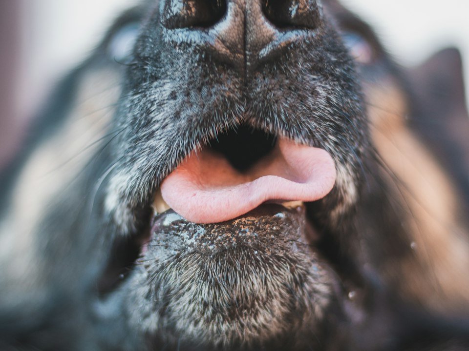 Close-up of a dog's nose and tongue