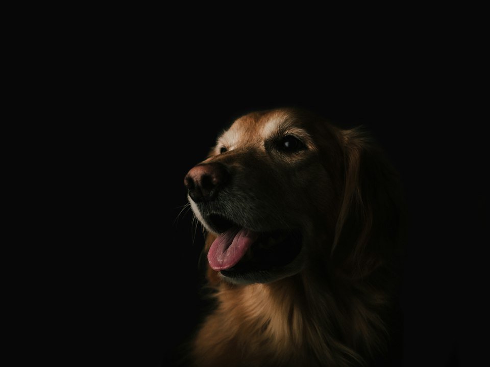 Brown dog with its tongue sticking out