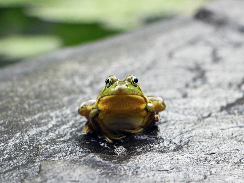 Green frog resting on a grey surface