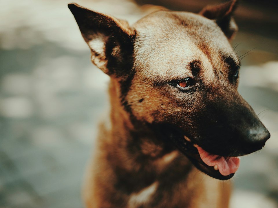 Brown and black dog with its tongue out
