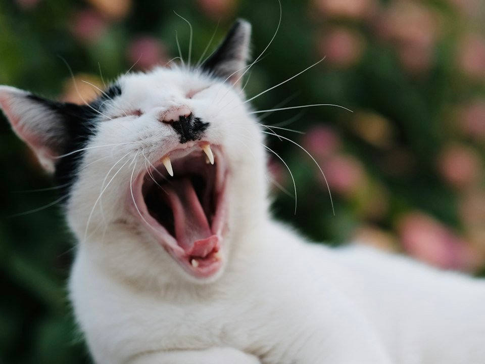White and black cat caught mid-yawn