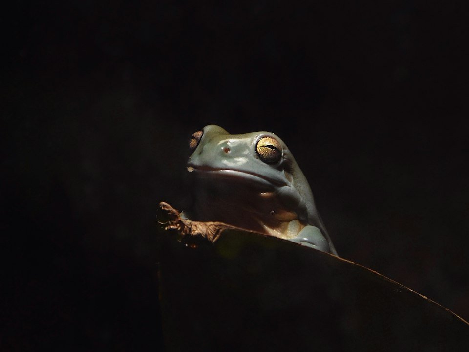 Frog perched on a branch