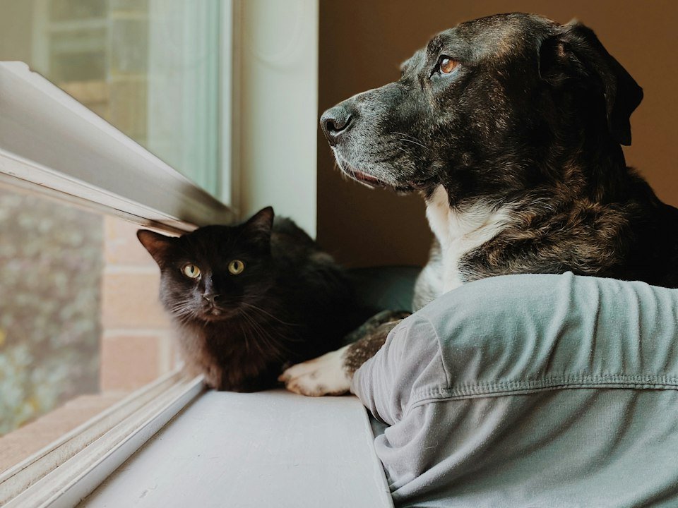 A dog and a cat looking out of a window